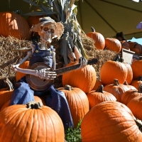 Parkland Halloween Festival